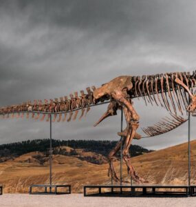 T. rex Gus
