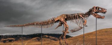 T. rex Gus